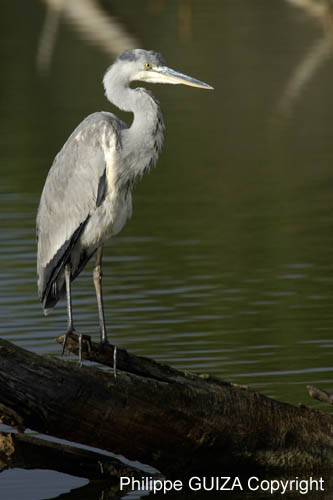 Heron_cendre_LeTeich_Parc_Ornithologique_Septembre2006_JN60641