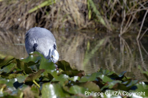 Heron_cendre_LeTeich_Parc_Ornithologique_Septembre2006_JN62174