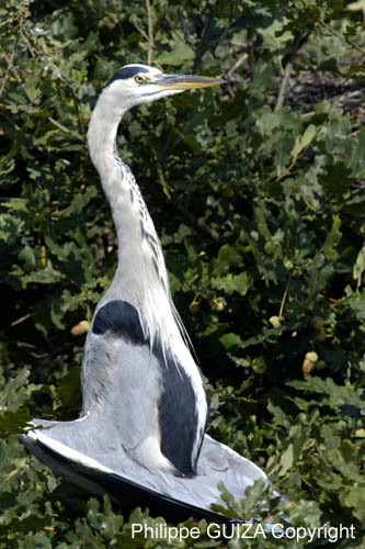 Heron_cendre_LeTeich_Parc_Ornithologique_Septembre2006_JN63296