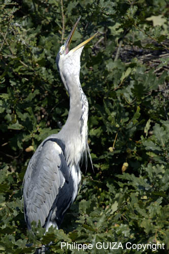 Heron_cendre_LeTeich_Parc_Ornithologique_Septembre2006_JN63306