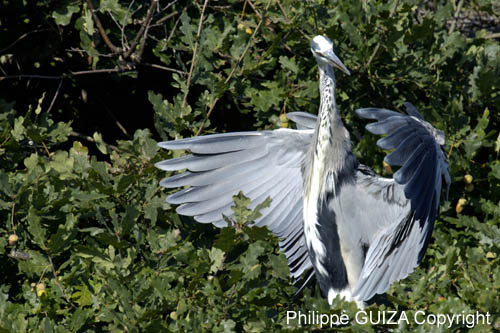 Heron_cendre_LeTeich_Parc_Ornithologique_Septembre2006_JN63375