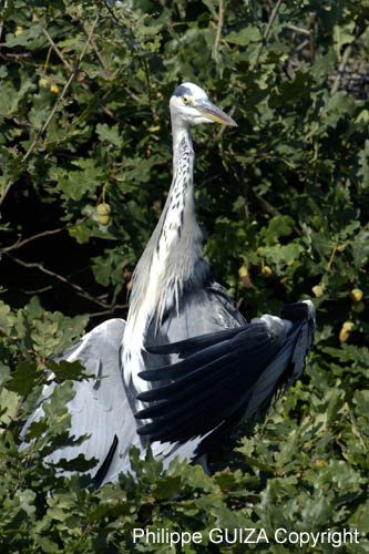 Heron_cendre_LeTeich_Parc_Ornithologique_Septembre2006_JN63377