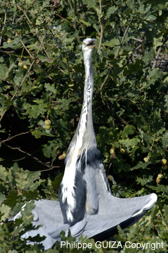 Heron_cendre_LeTeich_Parc_Ornithologique_Septembre2006_JN63382