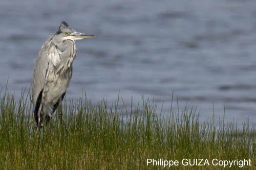 Heron_cendre_LeTeich_Parc_Ornithologique_Septembre2006_JN64093