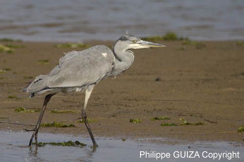 Heron_cendre_LeTeich_Parc_Ornithologique_Septembre2006_JN64104