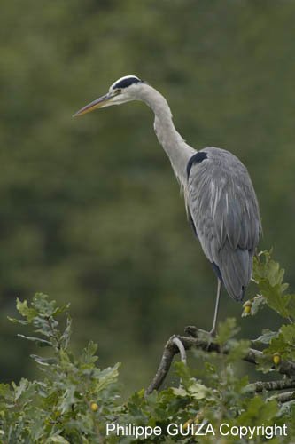Heron_cendre_LeTeich_Parc_Ornithologique_Septembre2006_JN65539