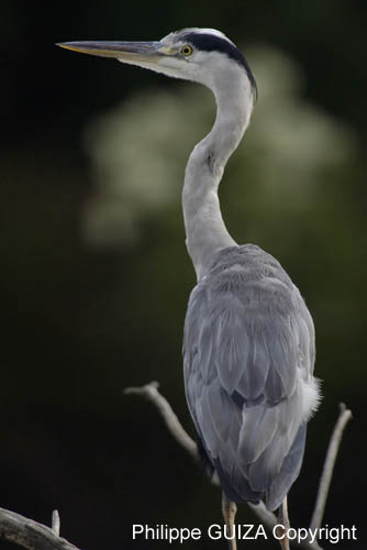 Heron_cendre_LeTeich_Parc_Ornithologique_Septembre2006_JN68869