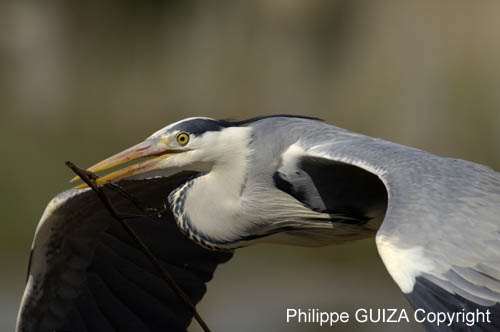 Heron_cendre_LeTeich_Parc_Ornithologique_avril2006_MR62949