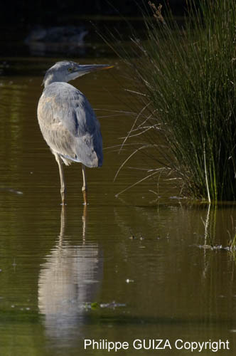 Heron_cendre_LeTeich_Parc_Ornithologique_avril2006_MR62951