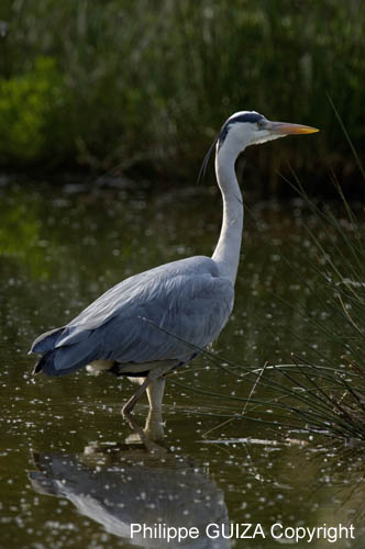 Heron_cendre_LeTeich_Parc_Ornithologique_avril2006_MR62952