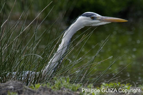 Heron_cendre_LeTeich_Parc_Ornithologique_avril2006_MR62954