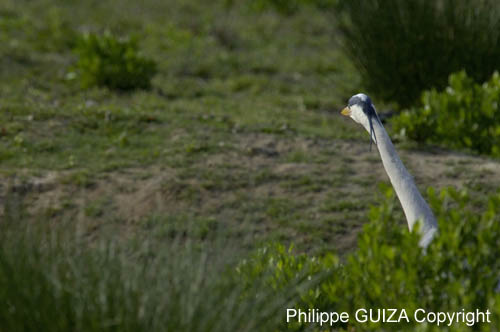 Heron_cendre_LeTeich_Parc_Ornithologique_avril2006_MR62955