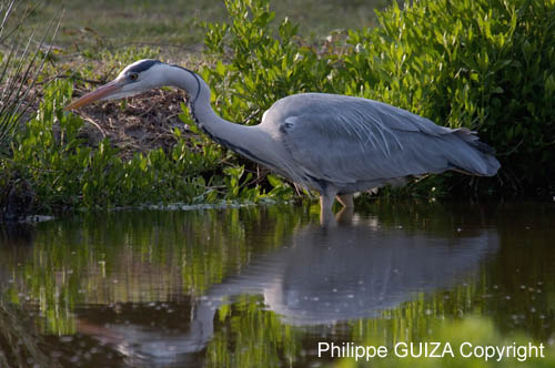 Heron_cendre_LeTeich_Parc_Ornithologique_avril2006_MR62958
