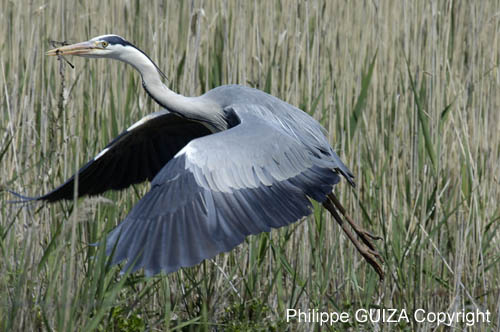 Heron_cendre_LeTeich_Parc_Ornithologique_avril2006_MR62959