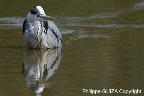 Heron_cendre_LeTeich_Parc_Ornithologique_avril2006_MR62960