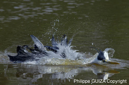 Heron_cendre_LeTeich_Parc_Ornithologique_avril2006_MR62961