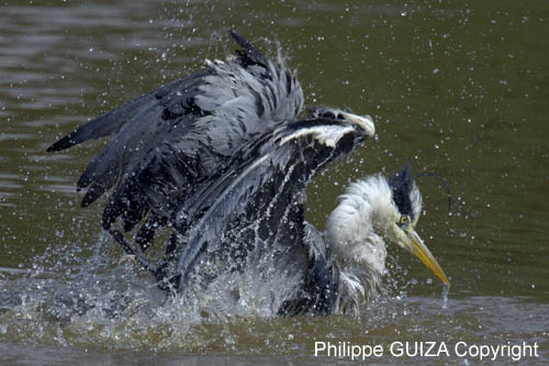 Heron_cendre_LeTeich_Parc_Ornithologique_avril2006_MR62962