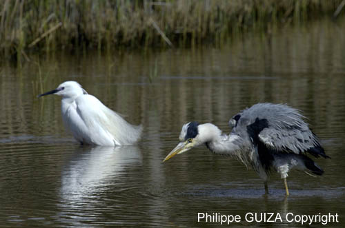 Heron_cendre_LeTeich_Parc_Ornithologique_avril2006_MR62963