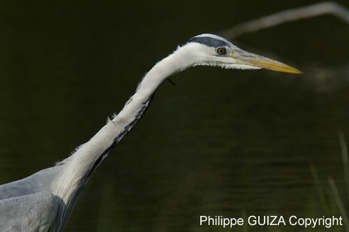 Heron_cendre_LeTeich_Parc_Ornithologique_avril2006_MR62965