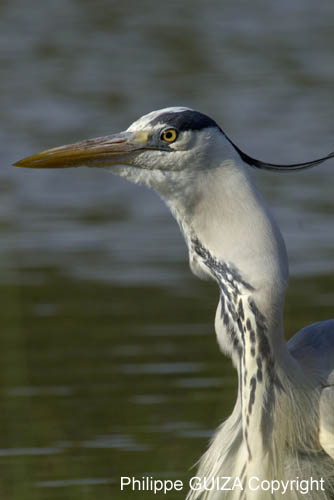 Heron_cendre_LeTeich_Parc_Ornithologique_avril2006_MR62966