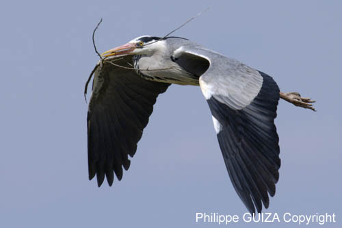 Heron_cendre_LeTeich_Parc_Ornithologique_mai2006_MI67391