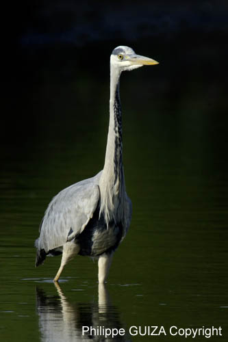 Heron_cendre_LeTeich_Parc_Ornithologique_mai2006_MI69342