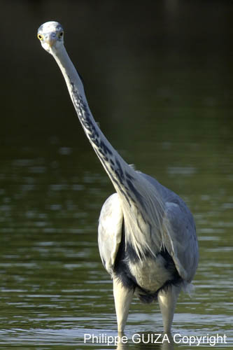Heron_cendre_LeTeich_Parc_Ornithologique_mai2006_MI69345