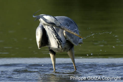 Heron_cendre_LeTeich_Parc_Ornithologique_mai2006_MI69363