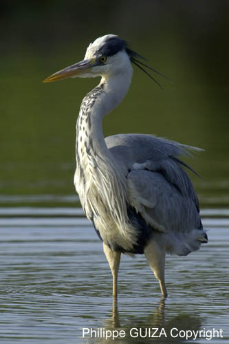 Heron_cendre_LeTeich_Parc_Ornithologique_mai2006_MI69364