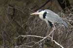 Heron_cendre_Bois_Vincennes_Lac_Minimes_1mars2006_FE63833