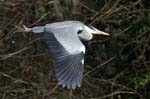 Heron_cendre_Bois_Vincennes_Lac_Minimes_1mars2006_FE63838