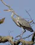 Heron_cendre_Bois_Vincennes_Lac_Minimes_2mars2006__FE63967