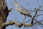 Heron_cendre_Bois_Vincennes_Lac_Minimes_2mars2006__FE63970
