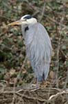 Heron_cendre_Bois_Vincennes_Lac_Minimes_2mars2006__FE63993