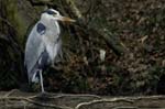 Heron_cendre_Bois_Vincennes_Lac_Minimes_2mars2006__FE64129
