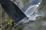 Heron_cendre_Bois_Vincennes_Lac_Minimes_2mars2006__FE64135