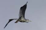 Heron_cendre_Bois_Vincennes_Lac_Minimes_2mars2006__FE64139