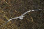 Heron_cendre_Bois_Vincennes_Lac_Minimes_2mars2006__FE64141