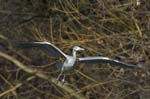 Heron_cendre_Bois_Vincennes_Lac_Minimes_2mars2006__FE64146