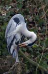 Heron_cendre_Bois_Vincennes_Lac_Minimes_2mars2006__FE64322