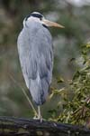 Heron_cendre_Bois_Vincennes_Lac_Minimes_2mars2006__FE64422