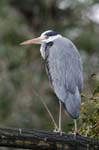 Heron_cendre_Bois_Vincennes_Lac_Minimes_2mars2006__FE64429