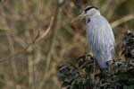 Heron_cendre_Bois_Vincennes_Lac_Minimes_2mars2006__FE64456
