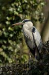 Heron_cendre_Bois_Vincennes_Lac_Minimes_2mars2006__FE64476