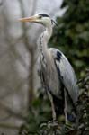 Heron_cendre_Bois_Vincennes_Lac_Minimes_2mars2006__FE64481