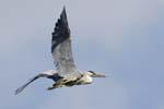 Heron_cendre_Fontenayçle_Vicomte_23juin2006_JN64651