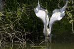 Heron_cendre_Fontenay_le_Vicomte_7juin2006_JN63290