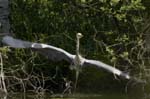 Heron_cendre_Fontenay_le_Vicomte_7juin2006_JN63292
