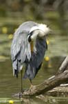 Heron_cendre_Fontenay_le_Vicomte_7juin2006_JN63368