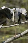 Heron_cendre_Fontenay_le_Vicomte_7juin2006_JN63377